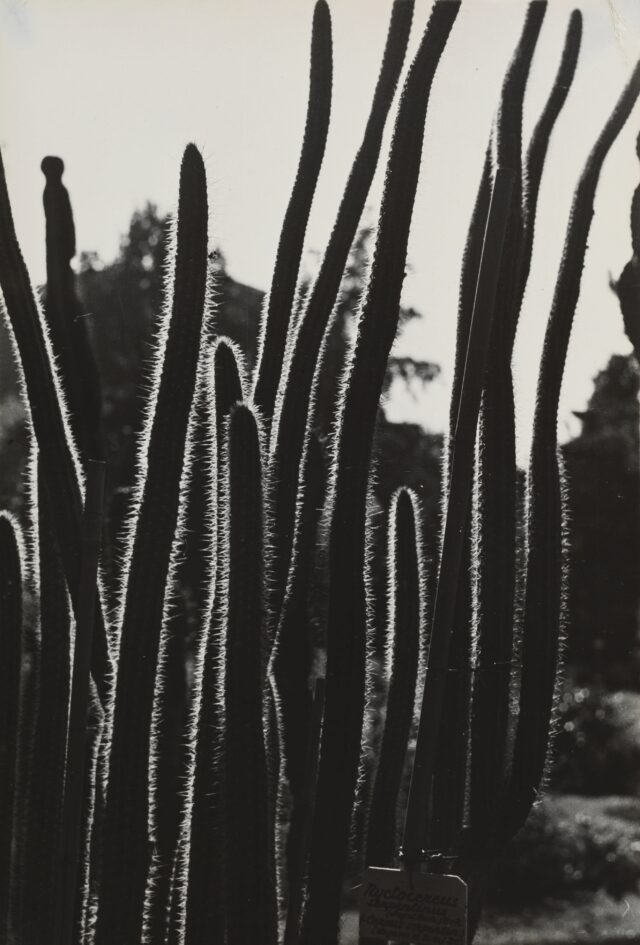 Kakteen, Botanischer Garten, Zürich, 1932