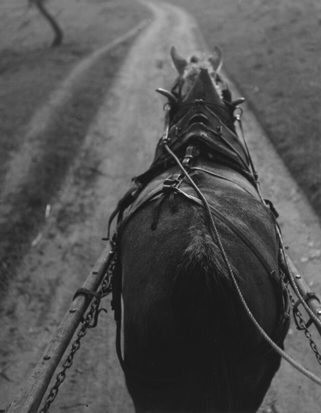 Eingespanntes Pferd, Provence, 1953/55