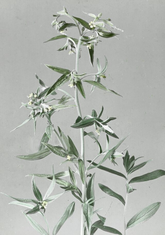 Echter Steinsame, 1920-1935