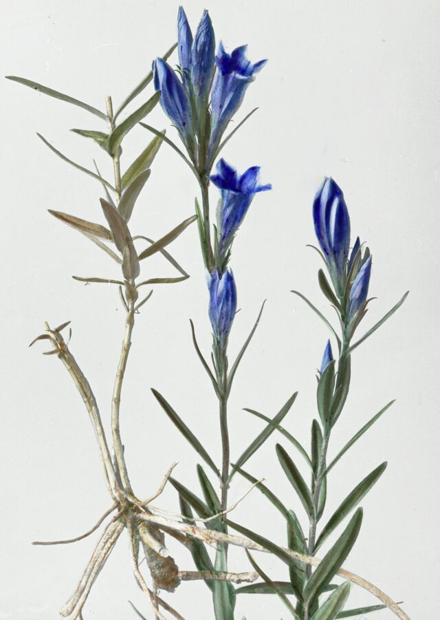 Lungen-Enzian, 1920-1935