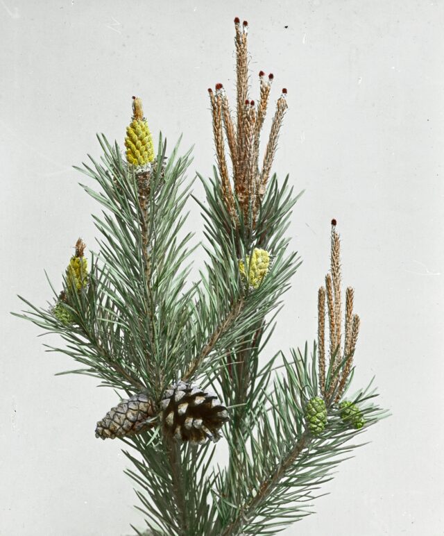 Waldkiefer, 1920-1935