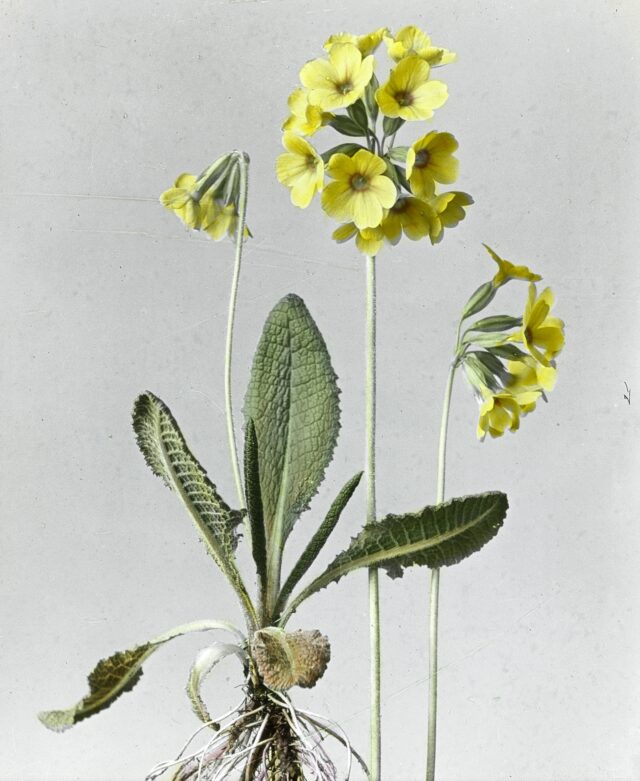 Hohe Schlüsselblume, 1920-1935