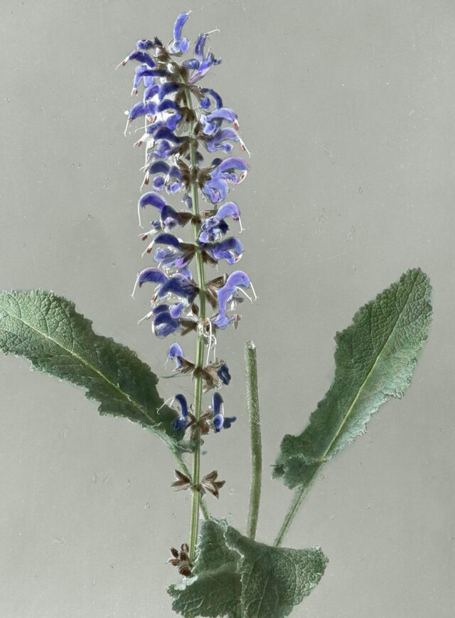 Wiesensalbei, 1920-1935