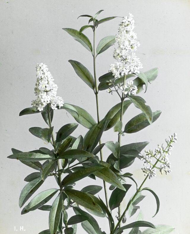 Gewöhnlicher Liguster, 1920-1935