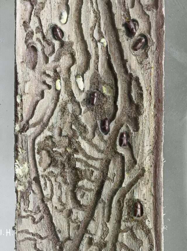 Borkenkäfer im Holz, 1920-1935