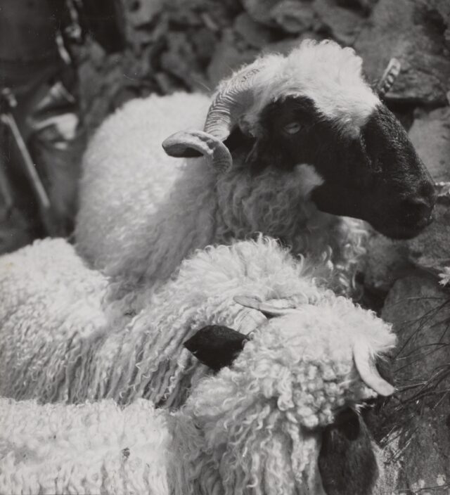 Schafe am Männlichen, um 1940