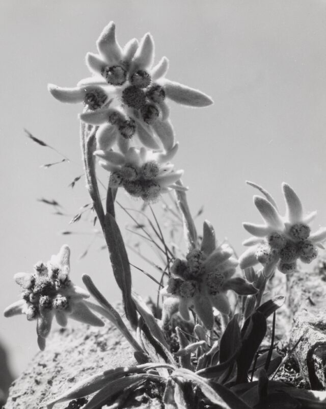 Alpen-Edelweiss, um 1941