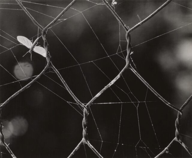 Insekt in einem Spinnennetz, 1929