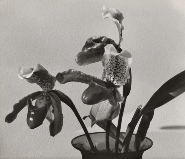 Frauenschuh (Cypripedium calceolus), 1930er–1940er Jahre