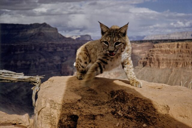 Junger Rotluchs, Grand Canyon, 1958