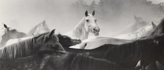 Aus der Serie "Puszta-Pferde", Ungarn, 1936