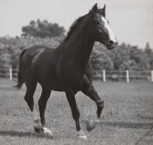 Aus der Serie "Puszta-Pferde", Ungarn, 1936