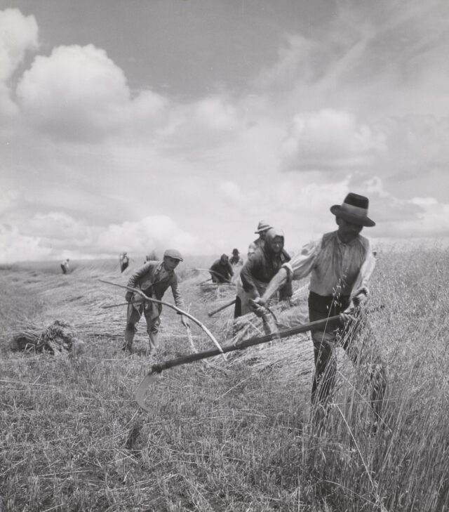 Getreideernte, Ungarn, aus der Serie "Puszta-Pferde", 1936
