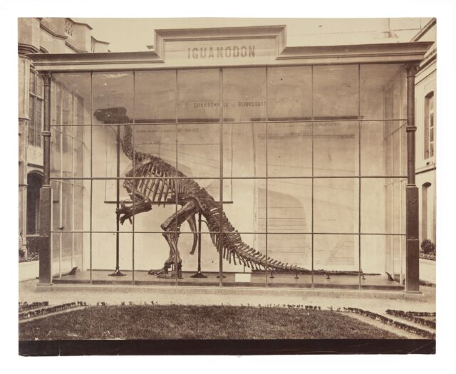Skeleton of an Iguanodon