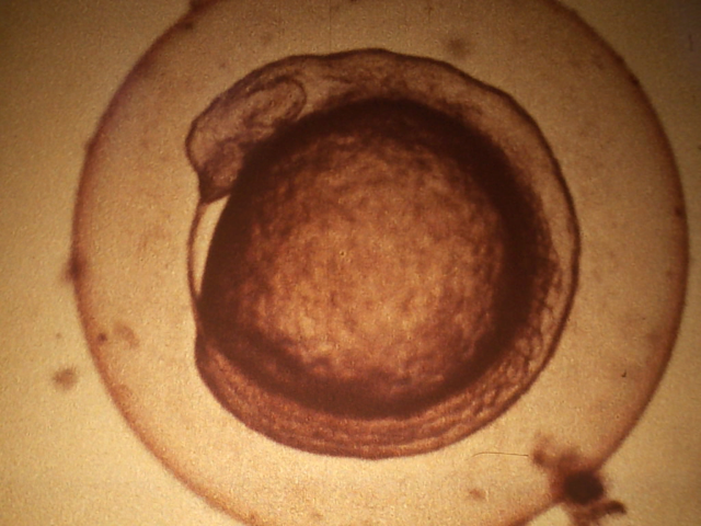 Entwicklung eines Fischembryos