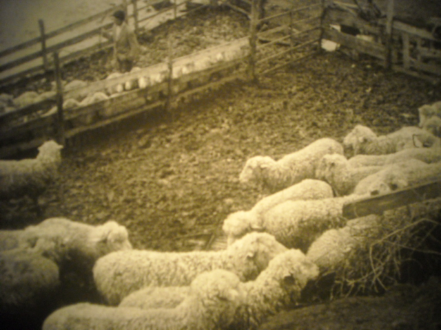 La fossa dei pastori
