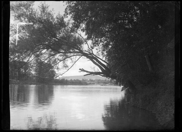 Bäume an der Aare (Kraftwerkinsel Aarau?)