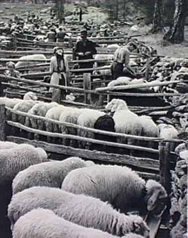 Schafscheide in Saas-Fee