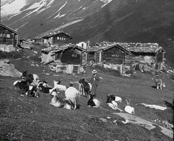 [Chèvres à Fafleralp, Lötschental]