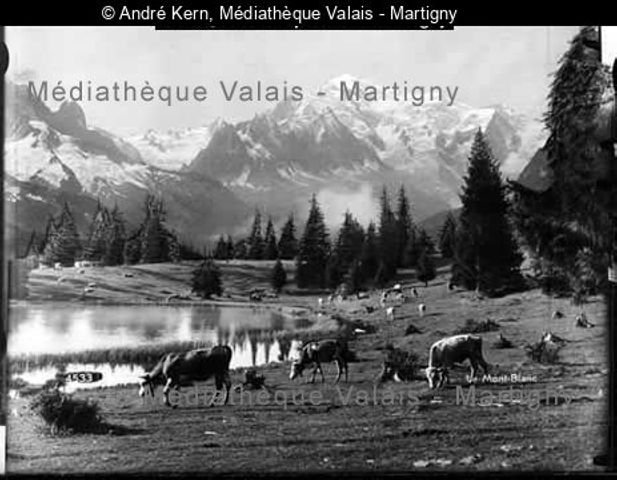 Le Mont-Blanc, [troupeau de vaches autour d'un lac]