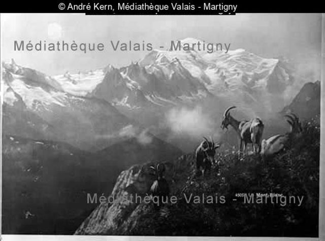 Mont-Blanc, [chèvres au premier plan]