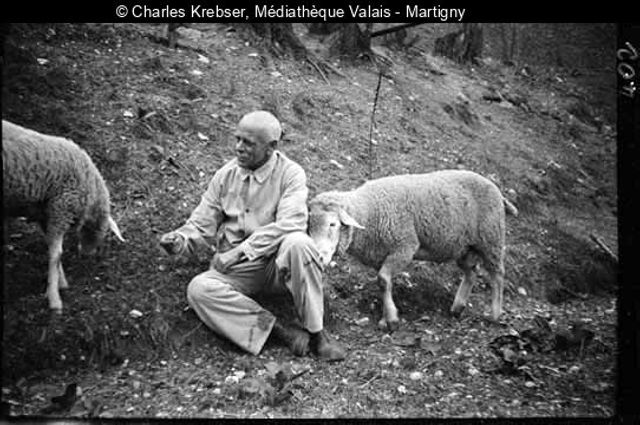 [Charles Krebser avec deux moutons]