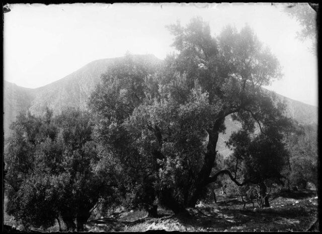 Pellicole e Lastre