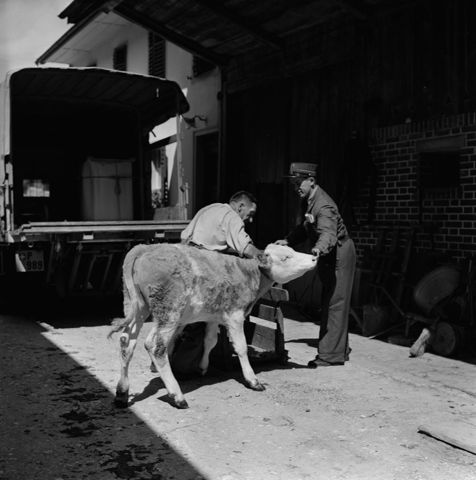 Transport von Kuh