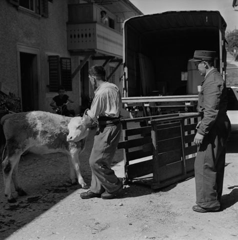 Transport von Kuh