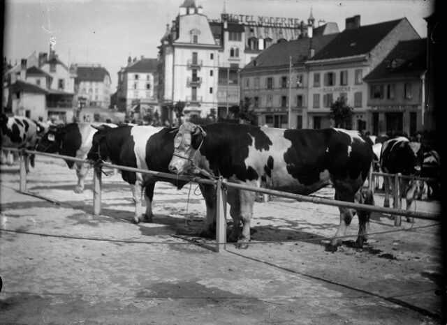 Bulle, foire au bétail, Place St-Denis