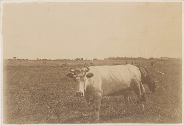Vache dans la campagne. Argentine.