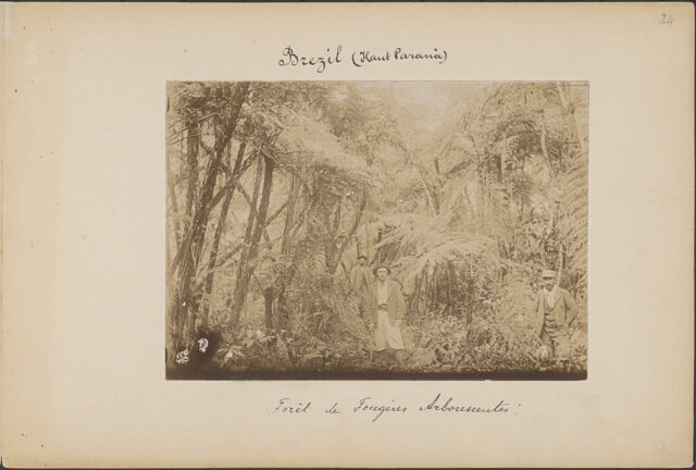 Brézil (Haut Paranà) A.M. Forêt de Fougères Arborescentes.