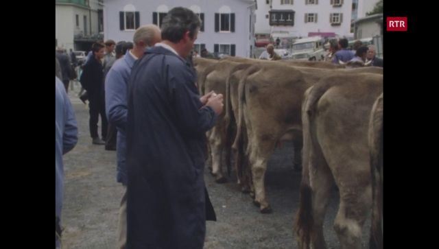 Viehabsatz in Graubünden