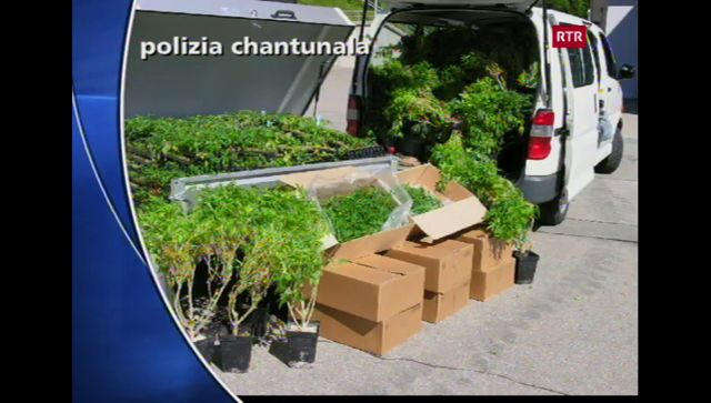 Beschlagnahmung von Hanfpflanzen