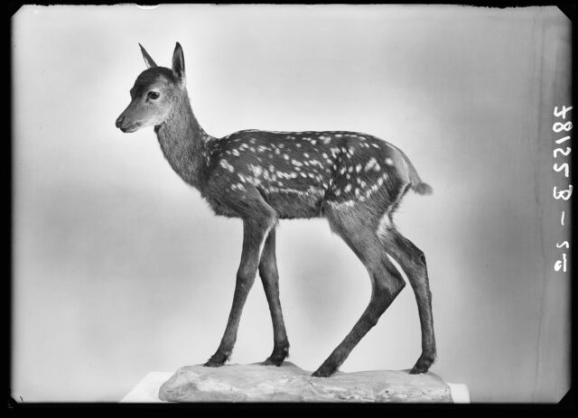 Objekt Naturaliensammlung, , Naturmuseum, Chur, Sulserbau, Rehkitz