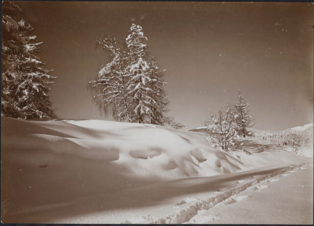Flims, Bäume im Schnee
