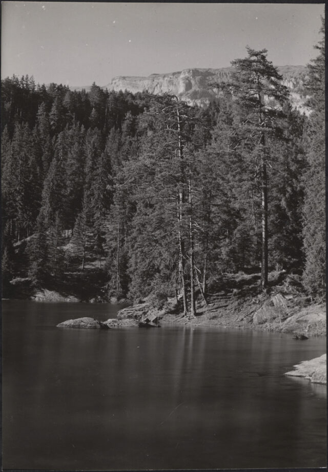 Flims, Caumasee, Seeufer, Föhren