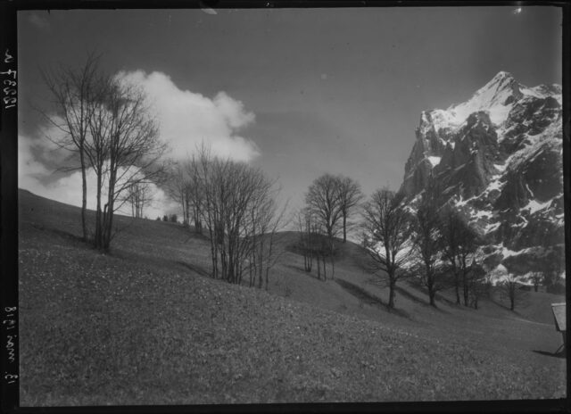 Grindelwald / BE, Wiese mit Ahornen und Wetterhorn