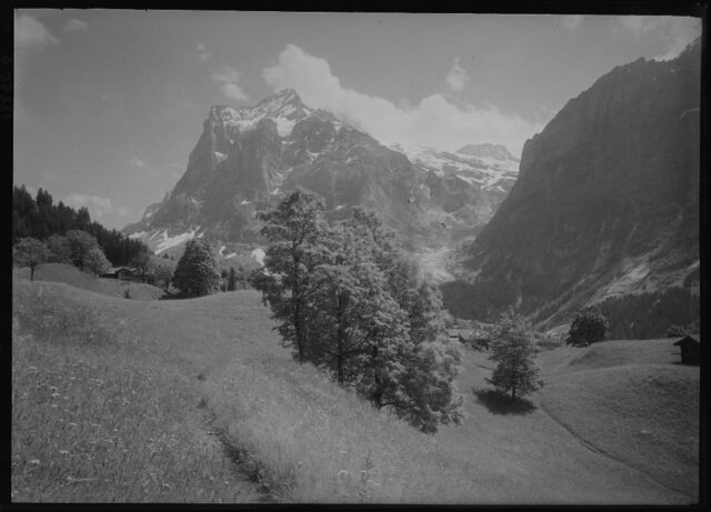 Grindelwald-Egg / BE, Wiese, Ahorne und Wetterhorn