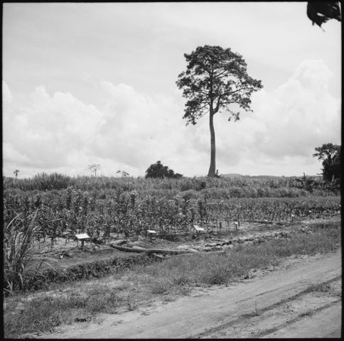 Belgisch-Kongo, Thysville (Mbanza Ngungu): Landschaft
