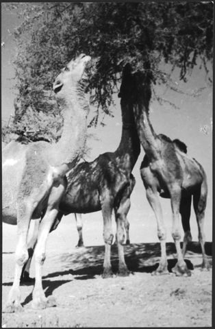 Britisch-Indien, zwischen Peshawar und Lahore: Tiere