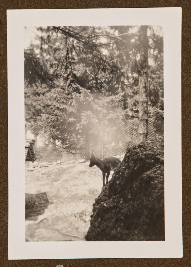 Reh auf Felsen