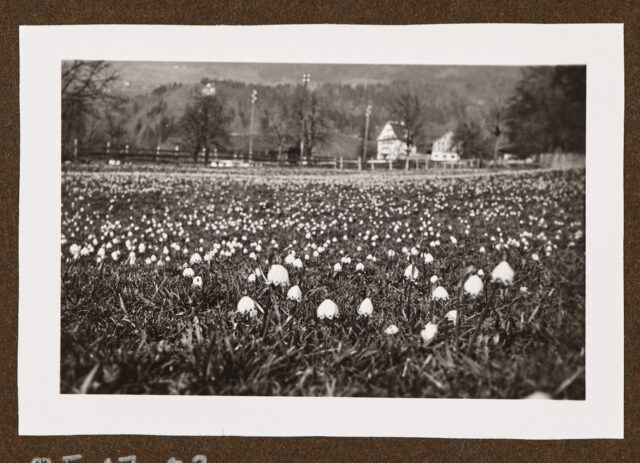 Blumenwiese, im Hintergrund Haus 'Im Grund' (?)