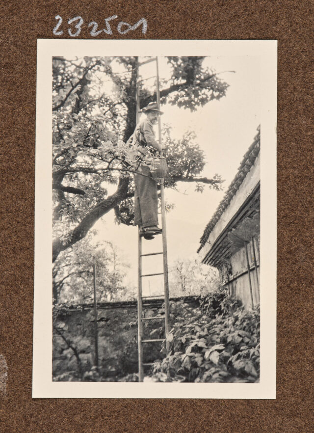 Meinrad Inglin auf Leiter in Obstbaum