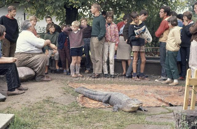"Krokodil Dressur", unbekannter Ort - Kinder und Jugendliche versammelt um ein Krokodil; um 1970