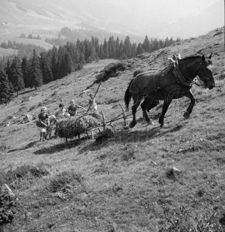Praktikantinnenhilfe - Praktikantin und Kinder beim Heuen mit Pferd und Schlitten; um 1965