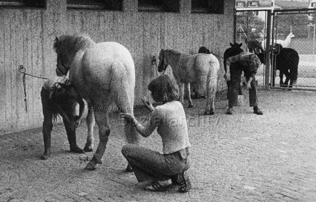 "Tierhaltung, Freizeitanlage Buchegg", Zürich - Jugendliche beim Pflegen der Pferde, hinten Lamas im Gehege; 1976