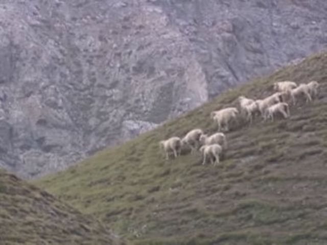Schutz der Schafe vor dem Bären