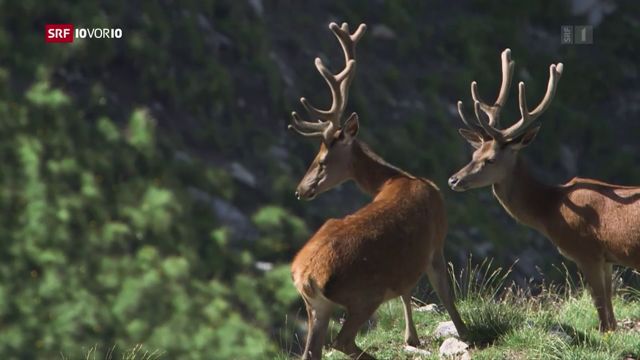 Sonderjagd auf Hirsche im Kanton Graubünden