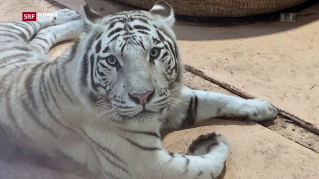 Corona-Krise: Zoo Sikypark kämpft ums Überleben